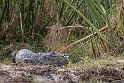 Crocodile